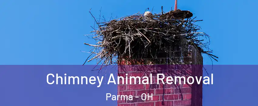  Chimney Animal Removal Parma - OH