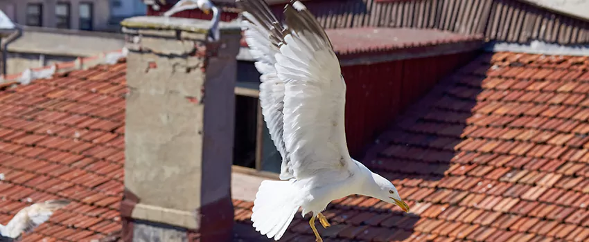 Residential Chimney Animal Removal Solution in Parma, OH